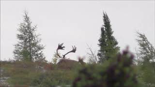 Bedded Bull