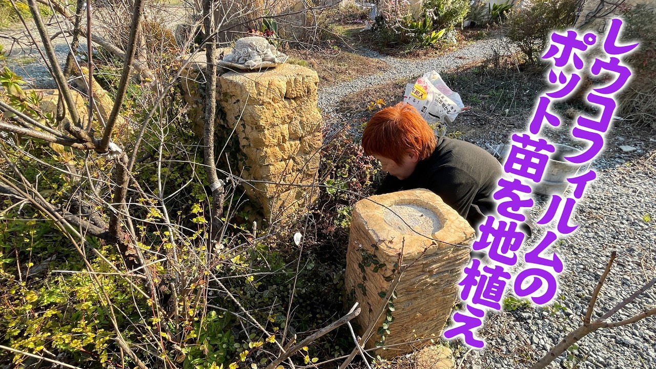 レウコフィラムの苗を地植えする】一年経って落葉したポット苗を地植え