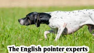 Celebrity English Pointer Puppy/dog's 😱. | Smart Loyal and Best for Hunting 🔥🔥 Wealth