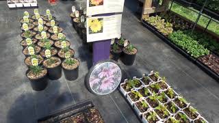 Greenhouse tip #1