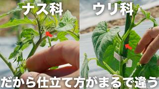 【図解】ナス科とウリ科の決定的な違い（トマト・ナス・ピーマン・キュウリ・カボチャ・スイカ・メロン他）
