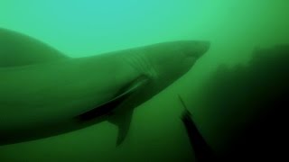 Great White Shark Attack - Close Call
