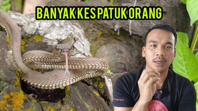 yalangoch rus onalari