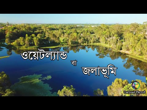 পরিবেশে ওয়েটল্যান্ড (Wetland) বা জলাভূমির গুরুত্ব