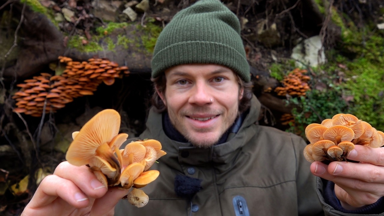 Eine psychoaktive Bierpflanze, Chaga und jede Menge Winterpilze