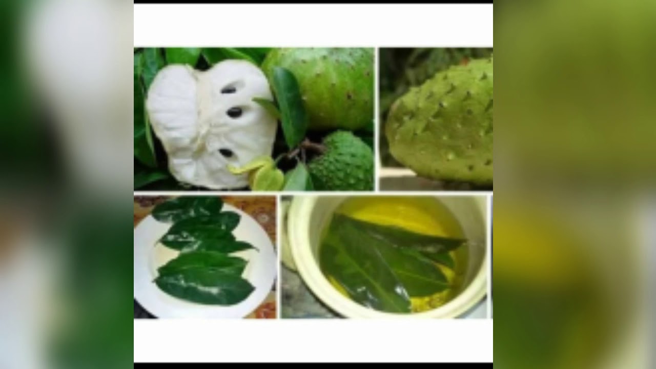 Health Benefits of Guyabano Leaves and Fruits YouTube