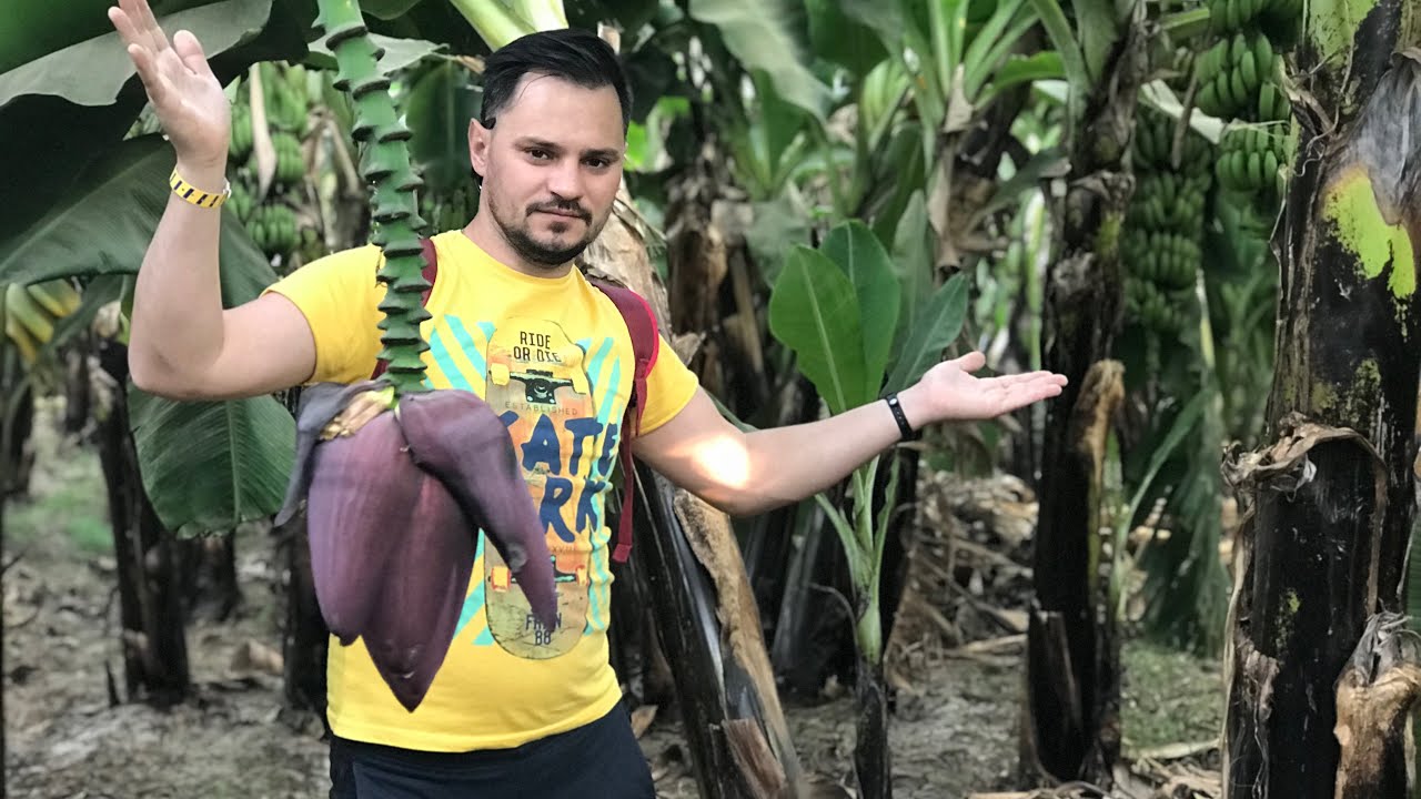 Банановый остров Банановый остров