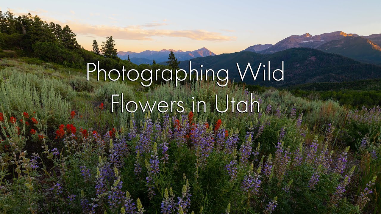 Wild About Wildflowers - Adorama