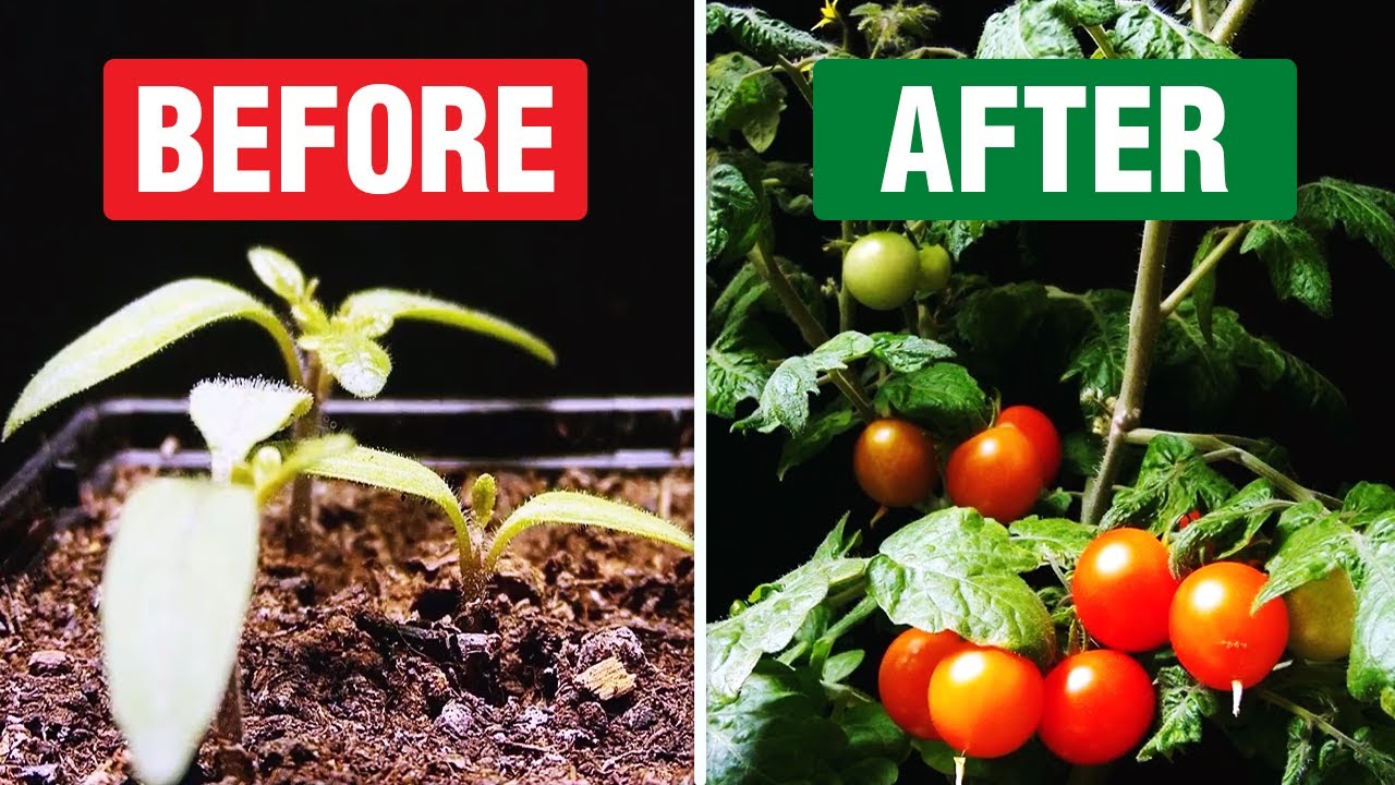 Micro Dwarf Tomato 'Vilma' (Time Lapse)