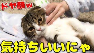 【ぽこ太郎】大好きなお顔フキフキでとろける猫【スコティッシュフォールド】【Scottish Fold】
