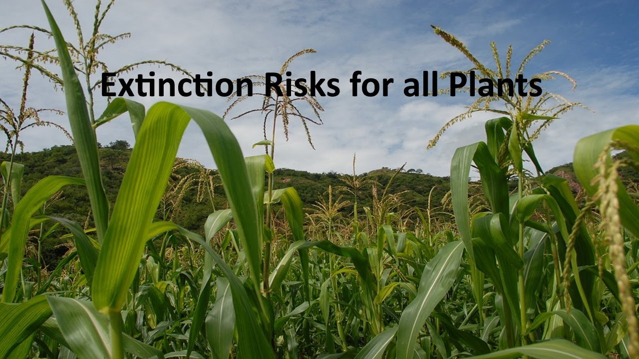 Extinction Risks of Plants including Wild Strains of Important Crops