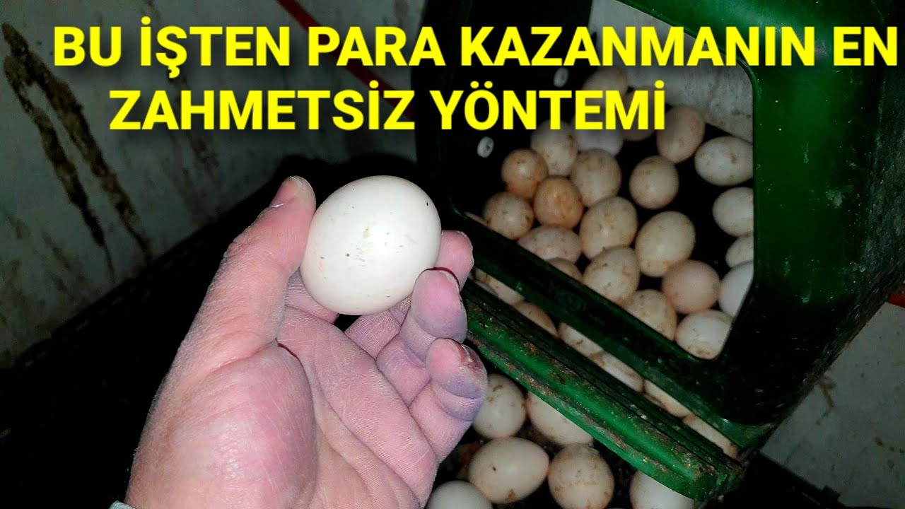 15 GÜNDE 1 SADECE YUMURTA TOPLA! 4 TAVUK 1 HOROZDAN 15 GÜNDE 1.650₺ KAZAN. KÜMES BÖYLE OLUR!