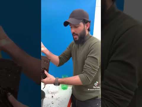 الزامبيا وطريقة العنايه بيها اشترك بل قناة وفعلو الجرس ليصلكم كل جديد العراق بغداد الموصل مشاتل