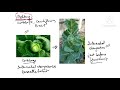 Gibberellin-PGR #apbiology #ibbiology #neetbiology #plantphysiology #botany #examprep