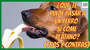 ¿Cuánto plátano pueden comer los perros?