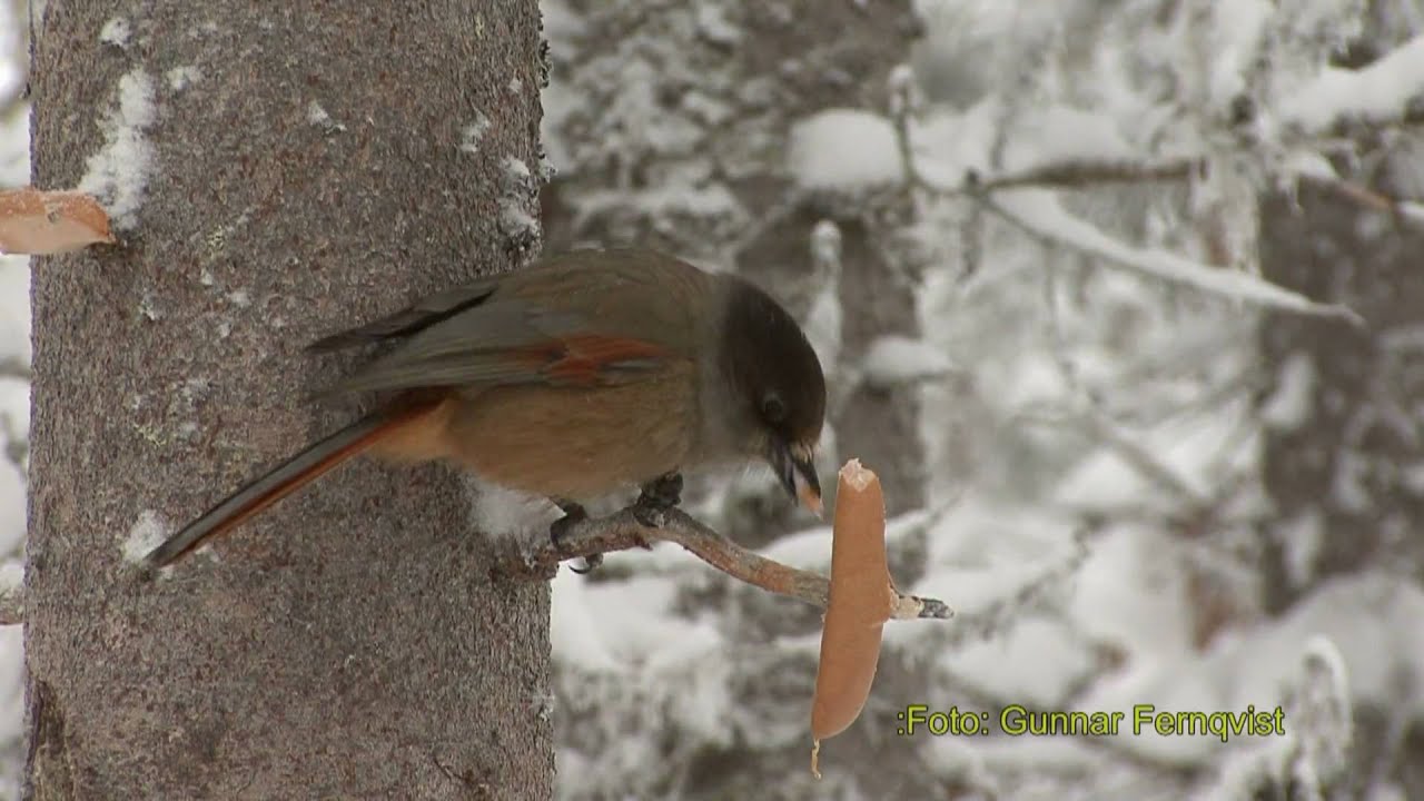 LAVSKRIKA  Siberian Jay (Perisoreus infaustus)  Klipp -                  20