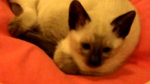 Watch the video about Adorable Sleeping kittens- siamese