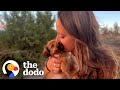 Is It OK To Love A New Dog After Losing Your Soul Pup? | The Dodo