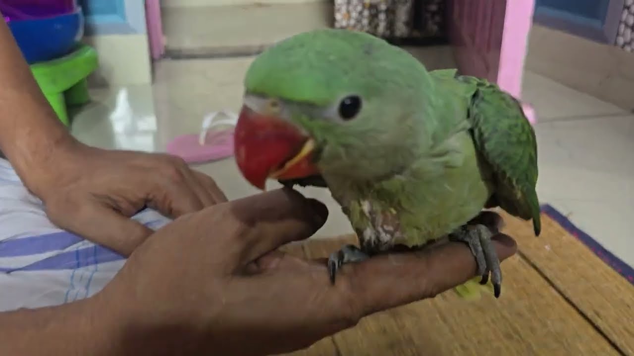 কুকি এখনো খুব ছোটো সব কথা বোঝেনা #parrot  || daily pets video #dailyblog #parrot 