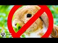 Pourquoi les lapins ne sont pas mignons