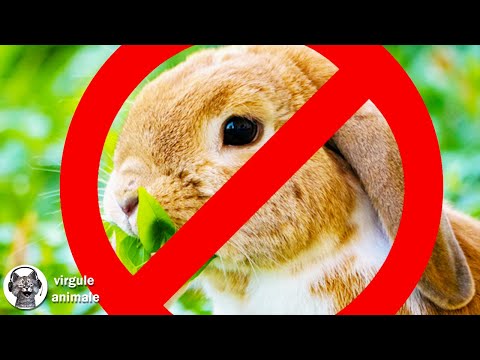 Vidéo: Les lapins sont-ils à moitié aveugles ?