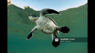 Caretta Carettaların Yuvalarından Çıkıp Denize Ulaşmalarını Görüntüledik.