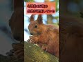 【生物】絶滅しても影響のない生物3選【雑学、考察、科学、地球】#Shorts