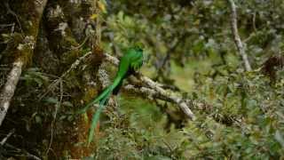 Quetzal - The Pure Colour and Beauty of Costa Rica