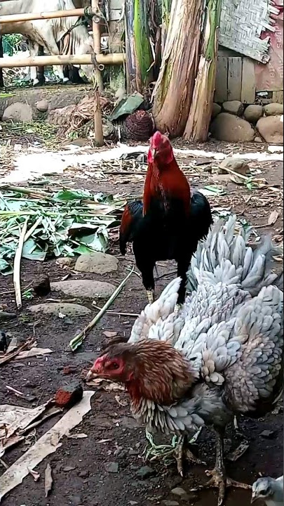 pejantan mengejar betina #ayam  #shorts #short