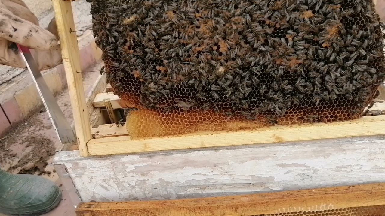 فحص خلية بعد وضع العاسلة # ب10 ايام