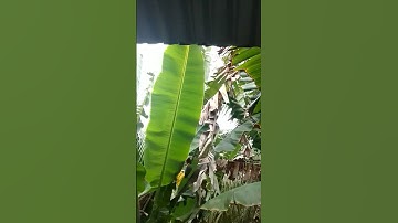 bắp chuối sáp trổ quầy