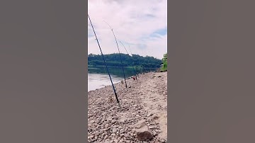 Câu cá nông thôn châu Á tuyệt vời 🐟 Kỹ thuật câu cá tốt nhất 🐟 #shorts