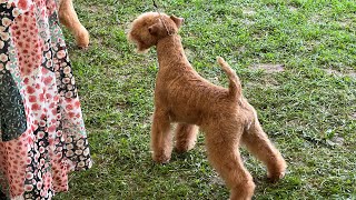 Hatboro Kennel Club day 2  Lakeland Terriers Best of Breed competition