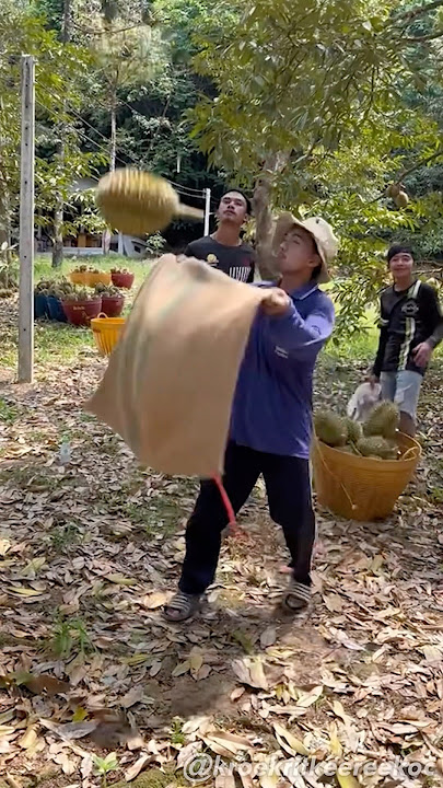 Professional Durian Catchers