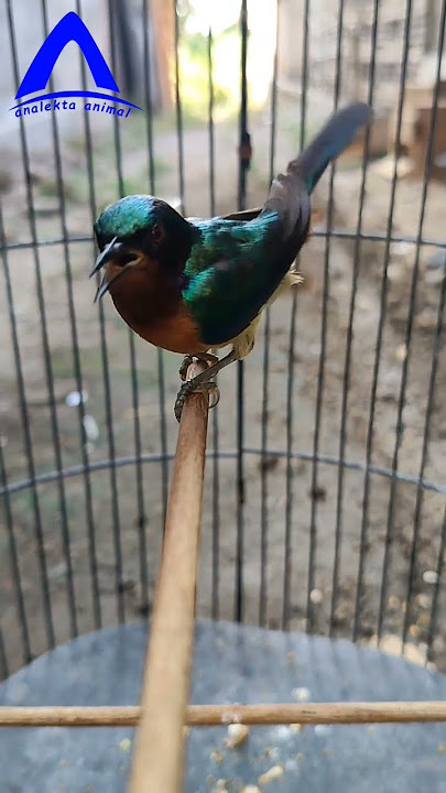 Kolibri Wulung gacor dorrr #hummingbird #kolibri #sogon #pleci #feedshorts