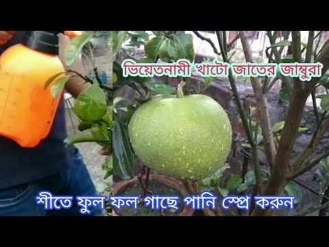 ভিডিও: কীভাবে বাড়িতে লেবু খাওয়ানো যায়? ফল, শীত, শরৎ এবং অন্যান্য Duringতুতে একটি পাত্রে একটি লেবু গাছকে কীভাবে সার দিন?