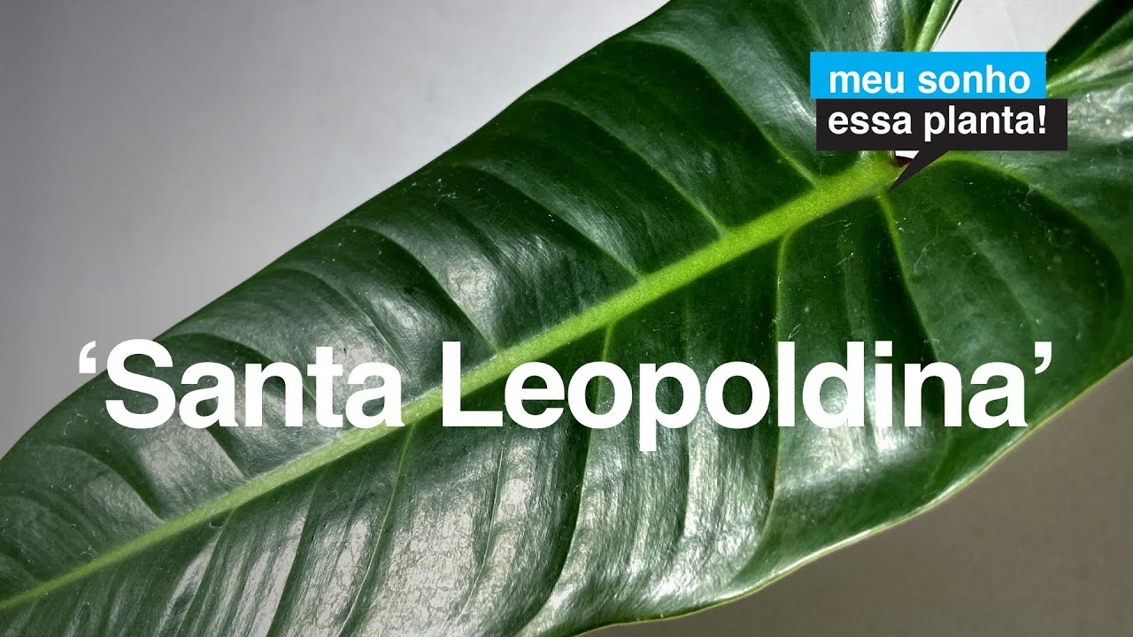 Philodendron 'Santa Leopoldina' | Meu Sonho Essa Planta | Flay Channel