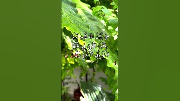 يثبت الله الذين آمنوا بالقول الثابت في الحياة الدنيا وفي الآخرة ويضل الآية 27 من سورة إبراهيم