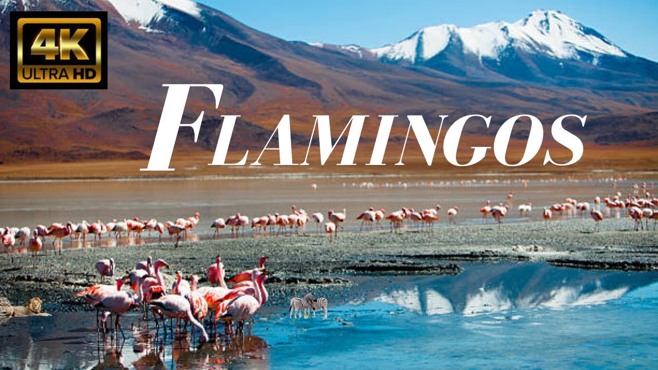 Pink Flamingos -  Nature in 4K Video Sleep Relax Meditation Music
