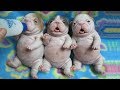 CUTE Puppies Drinking Milk for The First Time | Funny Everyday Compilation
