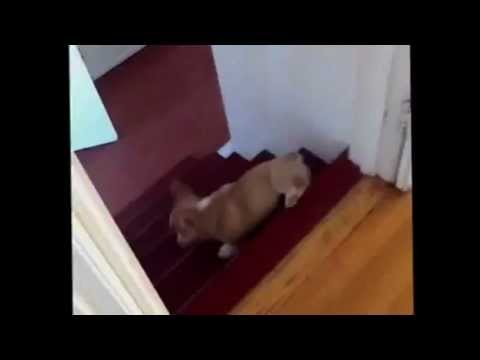 dog rolling down stairs