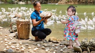 Harvesting Duck Eggs Goes To The Market  Sell  Cooking With Your Baby | Lý Phúc An