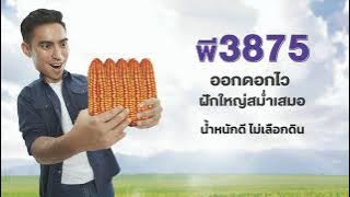 ไพโอเนีย® พี3875