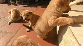 Kitten Raised by Golden Retriever Thinks He's A Puppy Too, She Living With Small Dogs