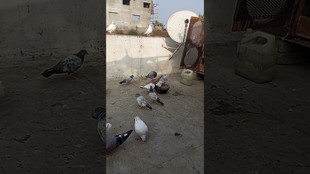 Happy new year an all pigeon lover's# 😘😘pets mini vlog# pigeon short video#