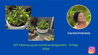 DIY Potting up an orchid arrangement - 18 May 2026