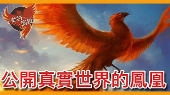 鳳凰 Youtube