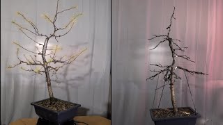 Die Lärche - Transformation @bonsai-dragons