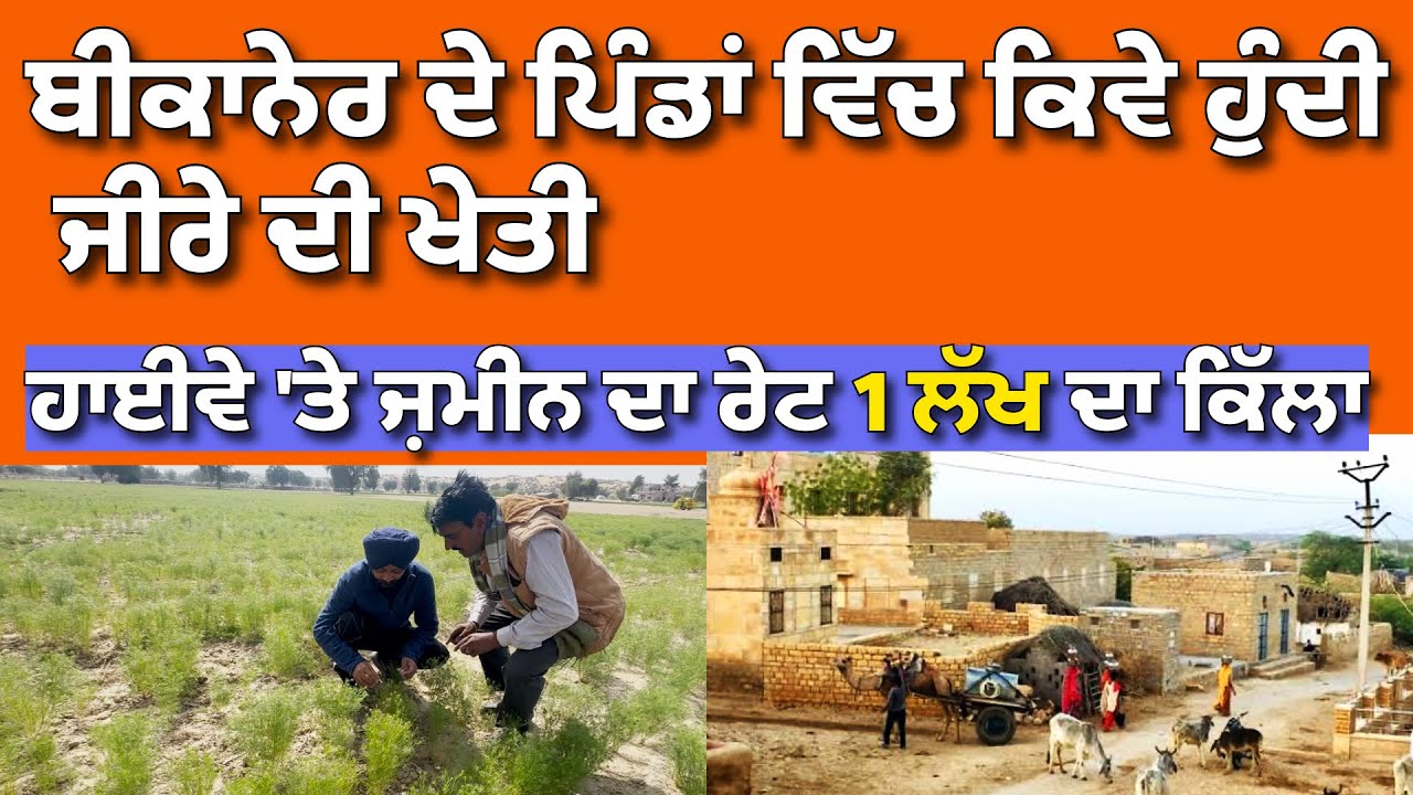 ਬੀਕਾਨੇਰ ਵਿੱਚ ਕਿਵੇਂ ਹੁੰਦੀ ਜੀਰੇ ਦੀ ਖੇਤੀ,ਜਮੀਨ ਇੱਕ ਲੱਖ ਨੂੰ ਕਿੱਲਾ ।@Hargillvlogs 