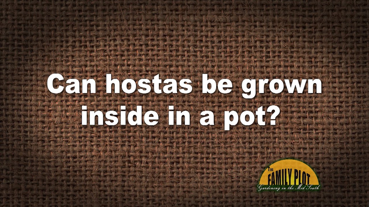 Q A Can Hostas Be Grown Inside In A Pot YouTube Q a can hostas be grown inside in a pot youtube